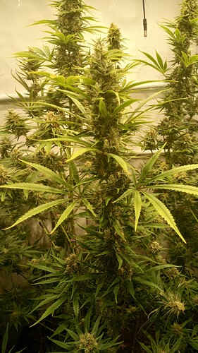 Growreport Bild 21