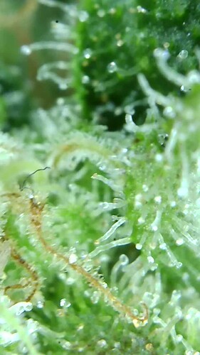 Growreport Bild 33