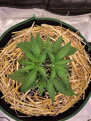 Growreport Bild 1