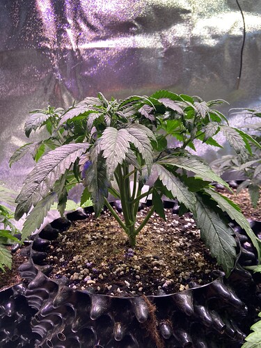 Growreport Bild 16