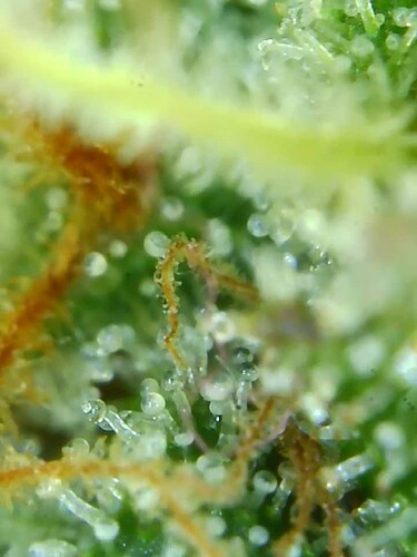 Growreport Bild 20
