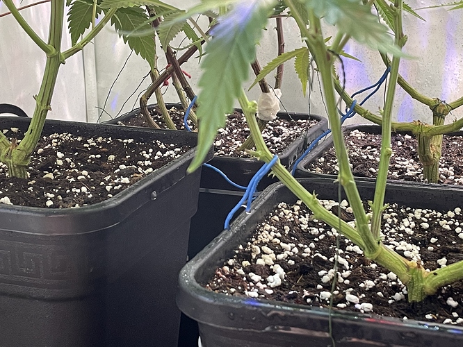 Growreport Bild 6