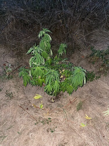 Growreport Bild 5