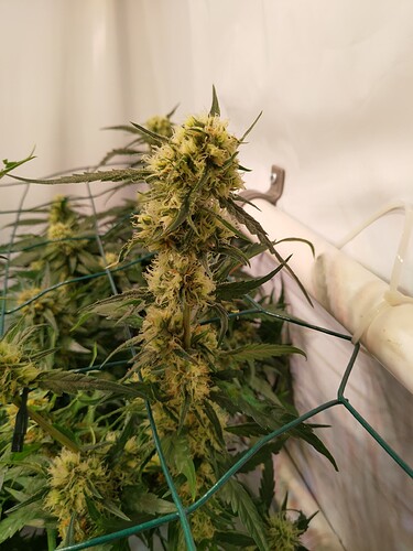 Growreport Bild 8