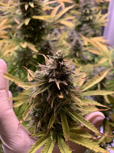 Growreport Bild 7