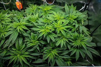 Growreport Bild 14