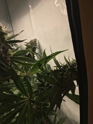 Growreport Bild 7