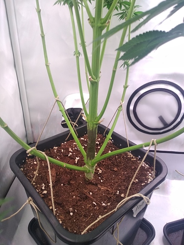 Growreport Bild 3