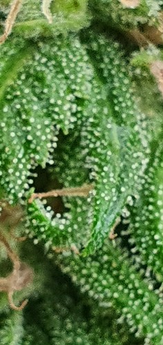 Growreport Bild 16
