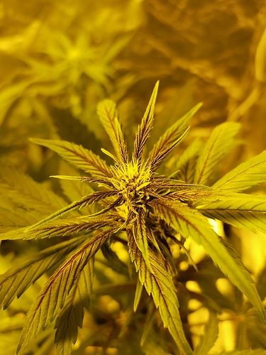 Growreport Bild 1