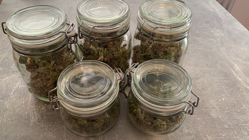 Erster Grow: Fast Eddy von RQS