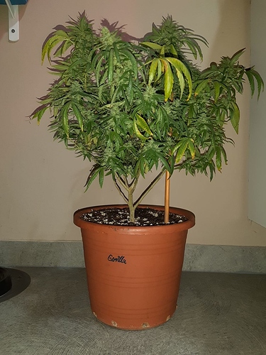 Growreport Bild 1