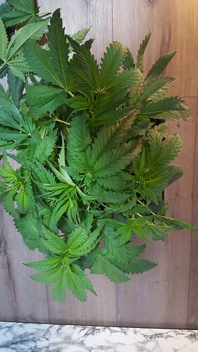 Growreport Bild 2