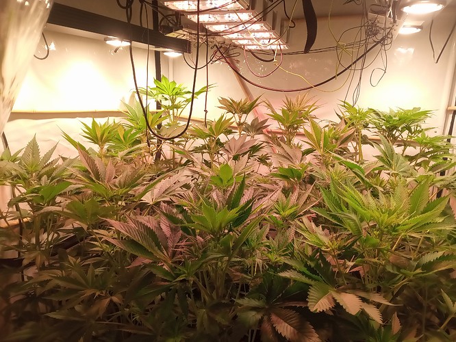 Growreport Bild 20