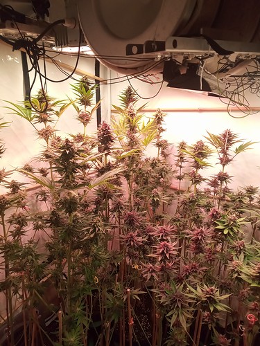 Growreport Bild 17