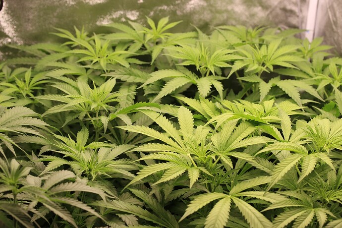 Growreport Bild 5