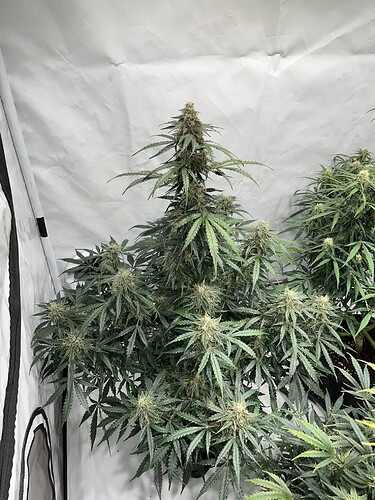 Growreport Bild 7