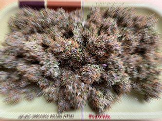 Growreport Bild 3