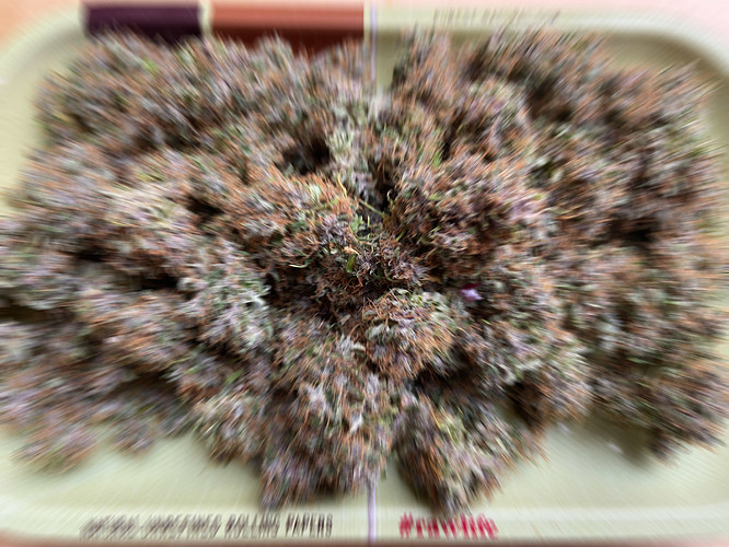 Auto-Report inkl. Review / Greenhouse-Powder / AK / Zkittles / Northern Light / Hazeberry / Fastbuds / RQS. Offen. Schonungslos. Nährstoff-haltig