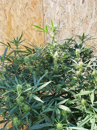 Growreport Bild 13