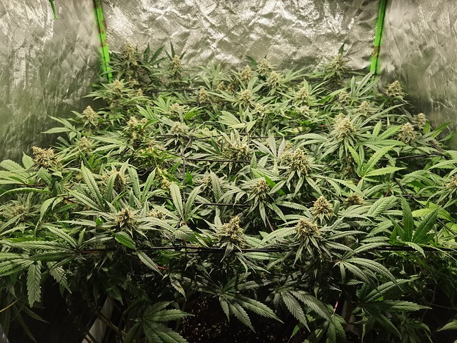 Growreport Bild 4