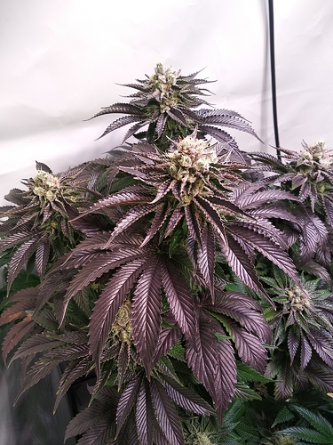 Growreport Bild 3