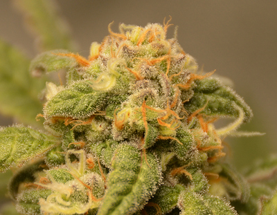 Growreport Bild 3