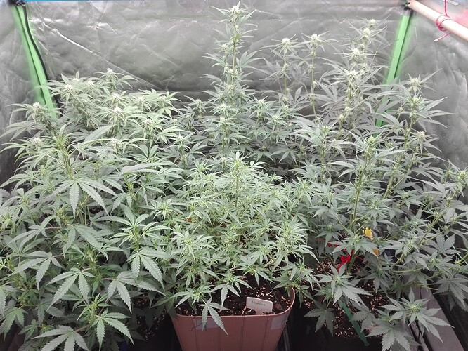Growreport Bild 14