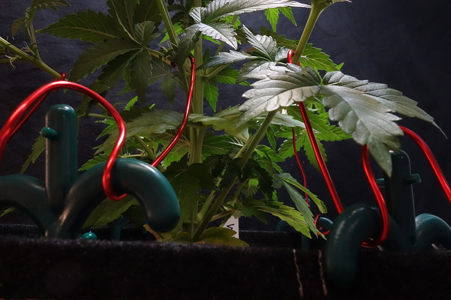 Growreport Bild 48