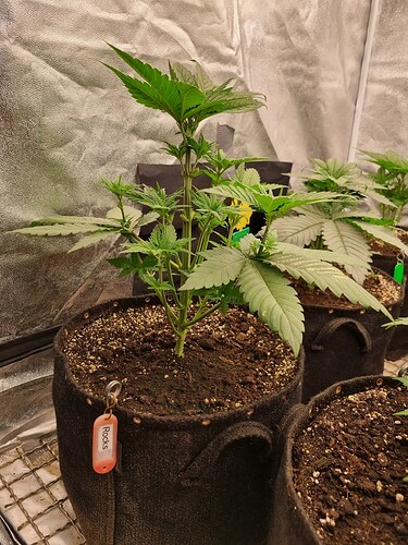 Growreport Bild 40