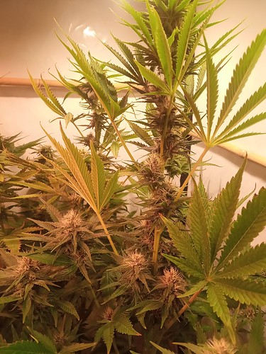 Growreport Bild 64