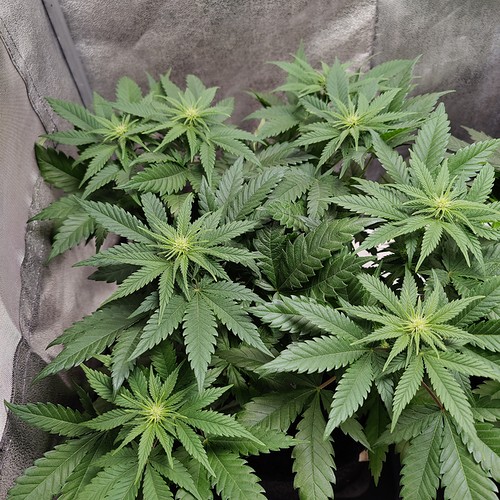 Growreport Bild 4