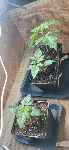 Growreport Bild 20