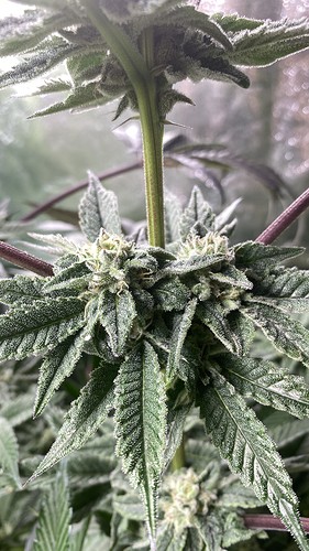 Growreport Bild 14