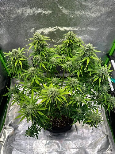 Growreport Bild 13
