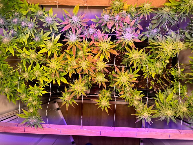 Growreport Bild 15