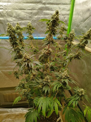 Growreport Bild 8