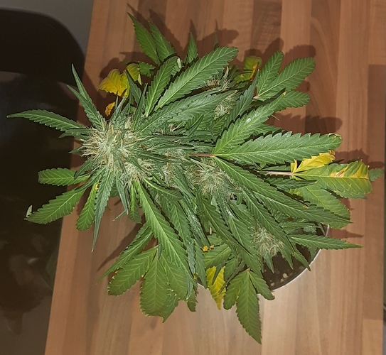 Growreport Bild 5