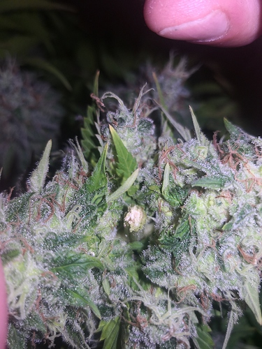 Growreport Bild 10