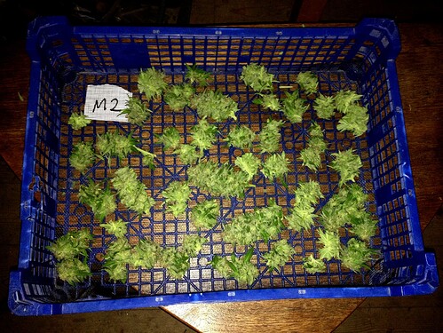 Growreport Bild 17