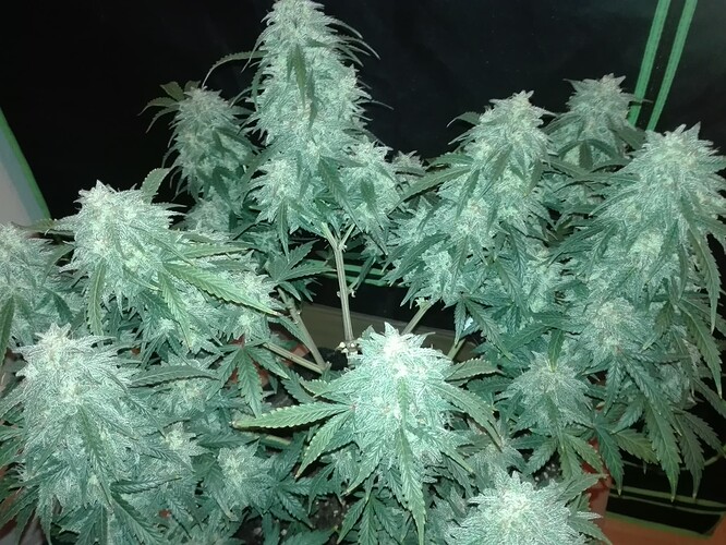 Growreport Bild 7