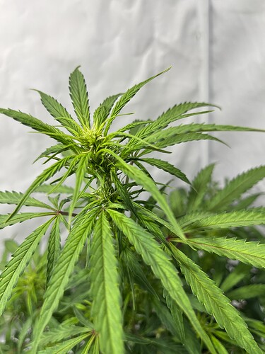 Growreport Bild 11