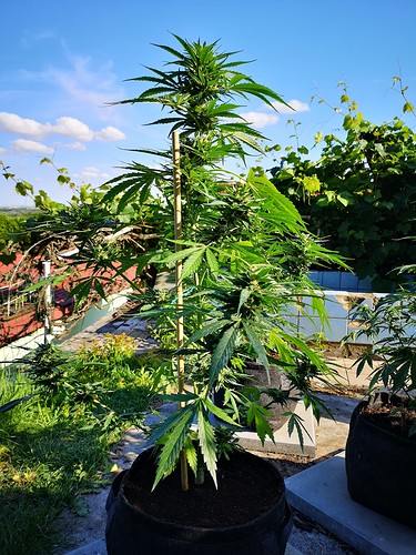 Growreport Bild 20