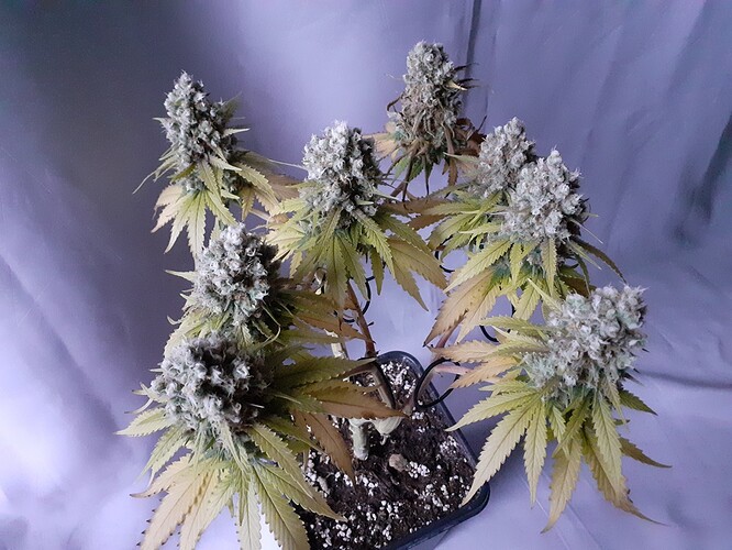 Growreport Bild 190