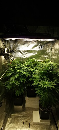 Growreport Bild 34