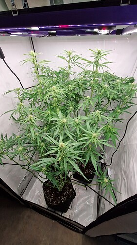 Growreport Bild 1