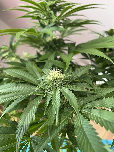Growreport Bild 6