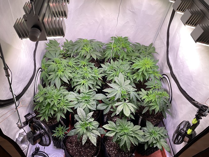 Growreport Bild 1