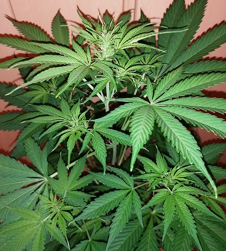 Growreport Bild 2
