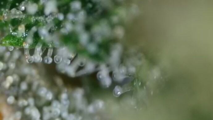 Growreport Bild 46